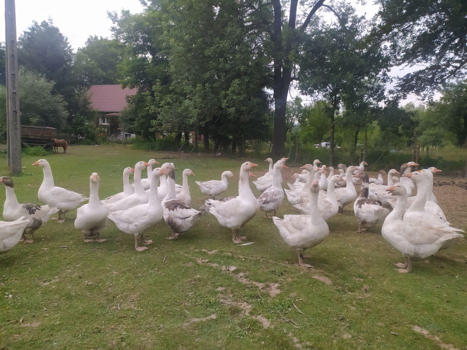 Gęś gęsi młode ekologiczne kaczki kaczka kaczor