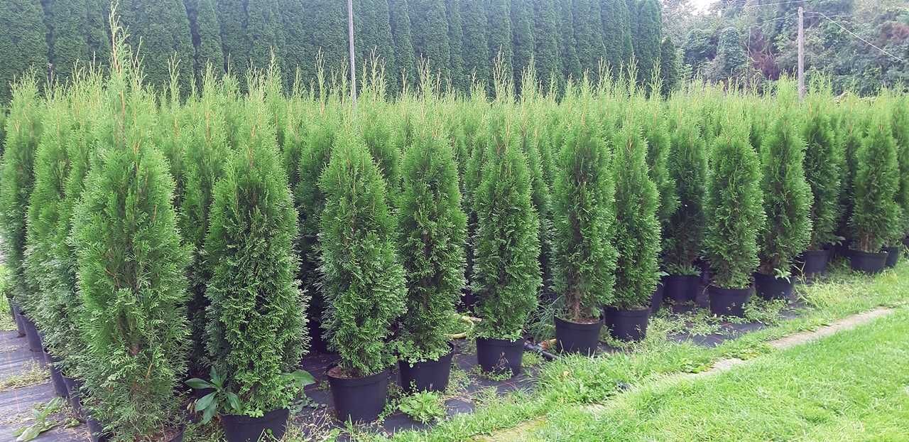 Tuja Szmaragd 150CM Wys hodowane w doniczce THUJA Smaragd