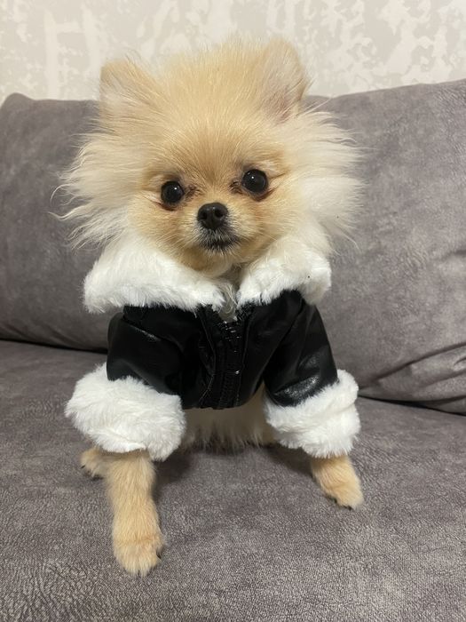 Шкіряна курточка для собаки