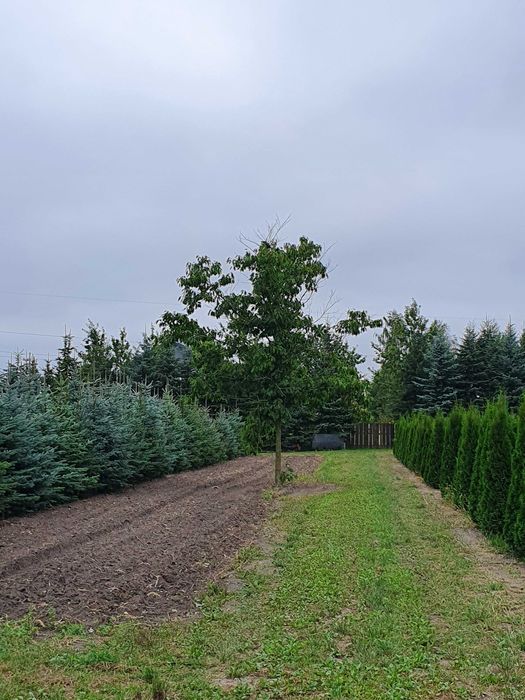 DĄB szypułkowy 500cm obwody 14-50cm SZKÓŁKOWANY kopany Maszyną