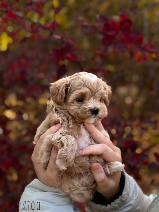 Міні хлопчик Мальтіпу Ф1