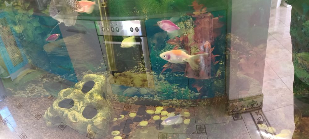 Акваріум з рибками