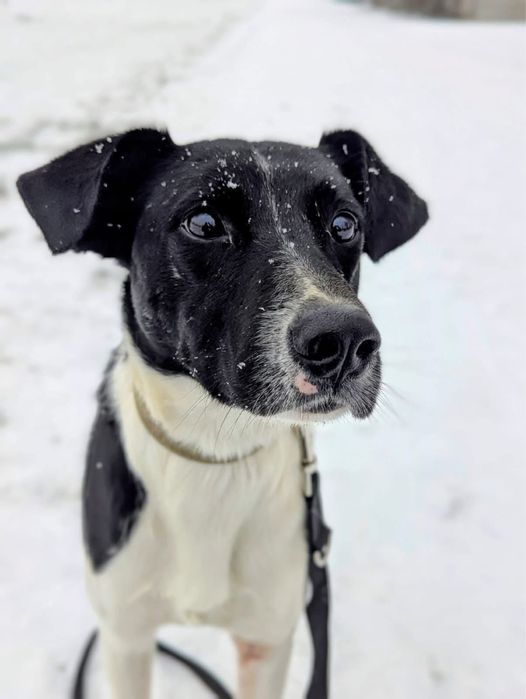 Mućek – łaciaty przystojniak z wielkim sercem szuka swojego człowieka