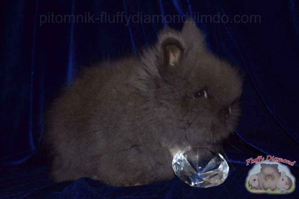 Карликова Ангора.  Кролик дуже пухнастий. З розплідника!