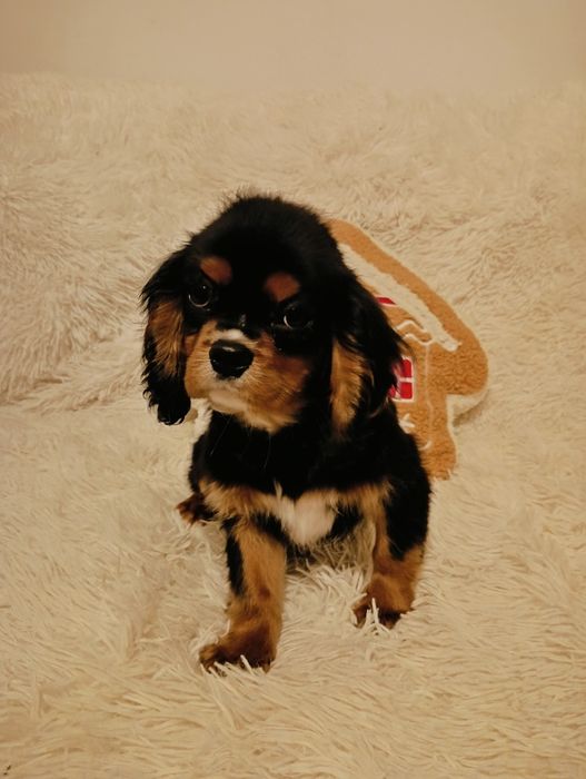 Piesek Cavalier King Charles Spaniel