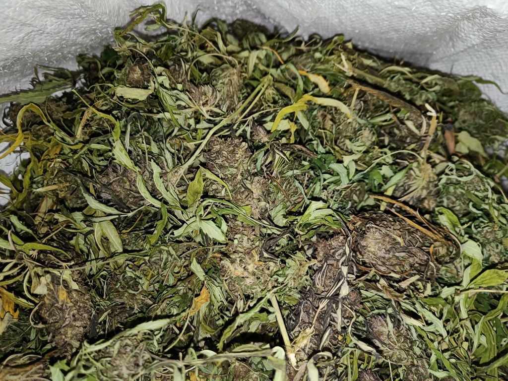 1 kg suszu konopi zawierającwgo CBDV i CBD