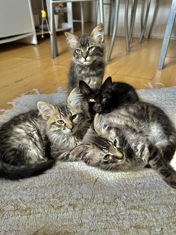 Gatinhos (2 meses)