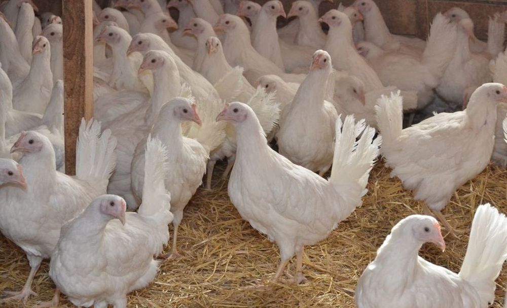 Куры породы "ЛЕГГОРН" яйценоского направления