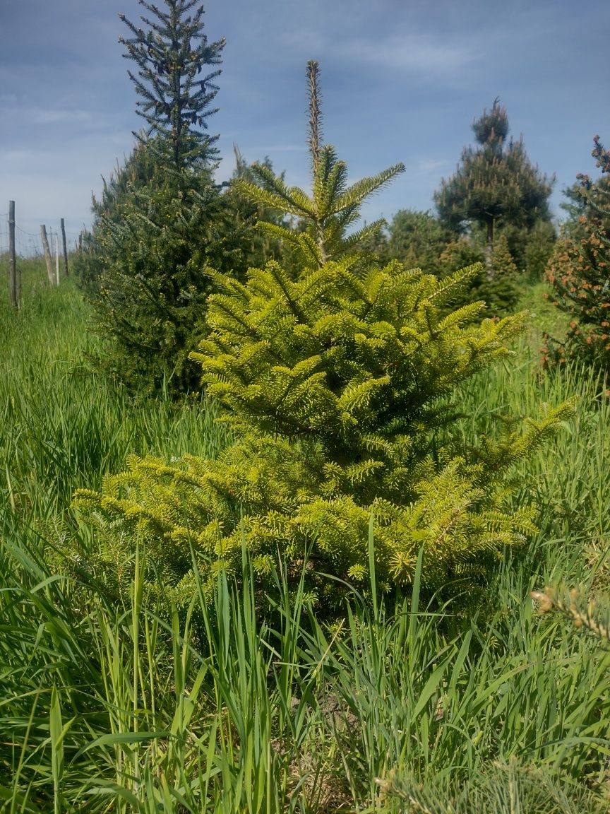 Piękna jodła koreańska do ogrodu - fioletowe szyszki z EKO plantacji