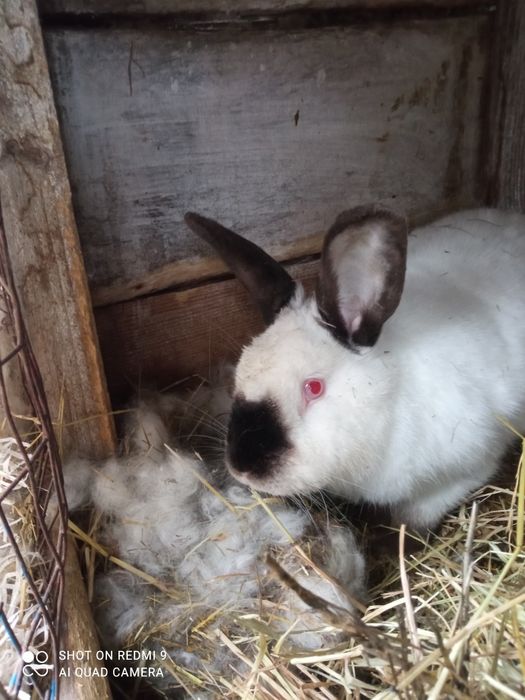 Продам кролі для розведення  і тушкою  !!!