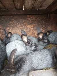 Продам кролі Полтавське срібло