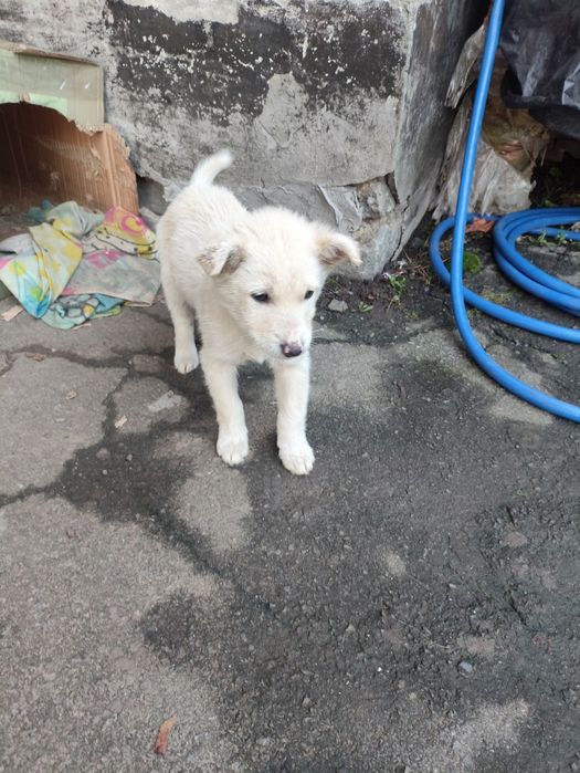 Віддам у добрі руки