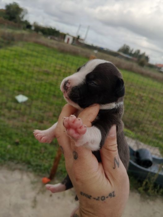 Lindos American Staffordshire Terrier