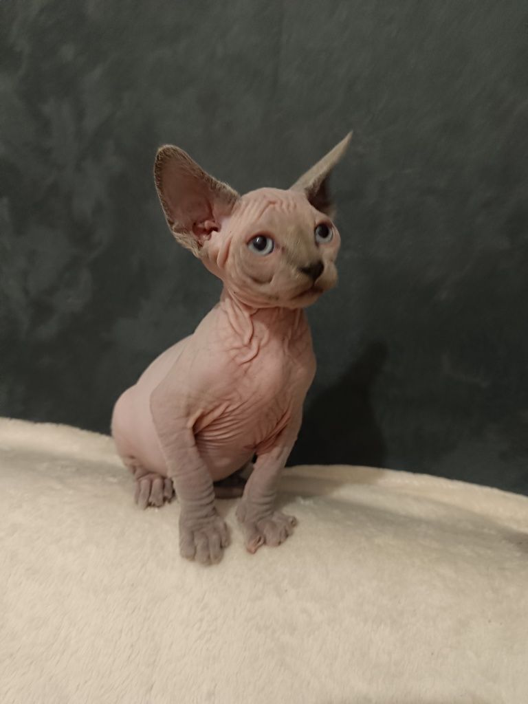 Sfinks kanadyjski,  sphinx