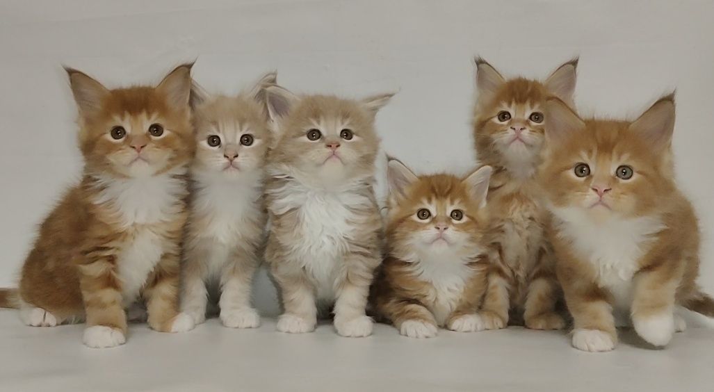 Котята. Мейн Кун.