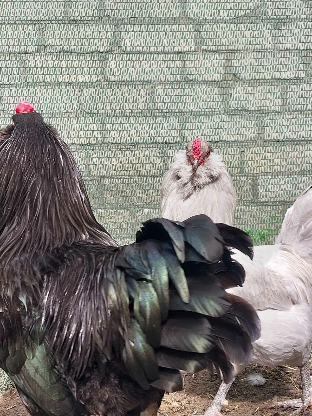 Продам инкубационные яйца Амераукана