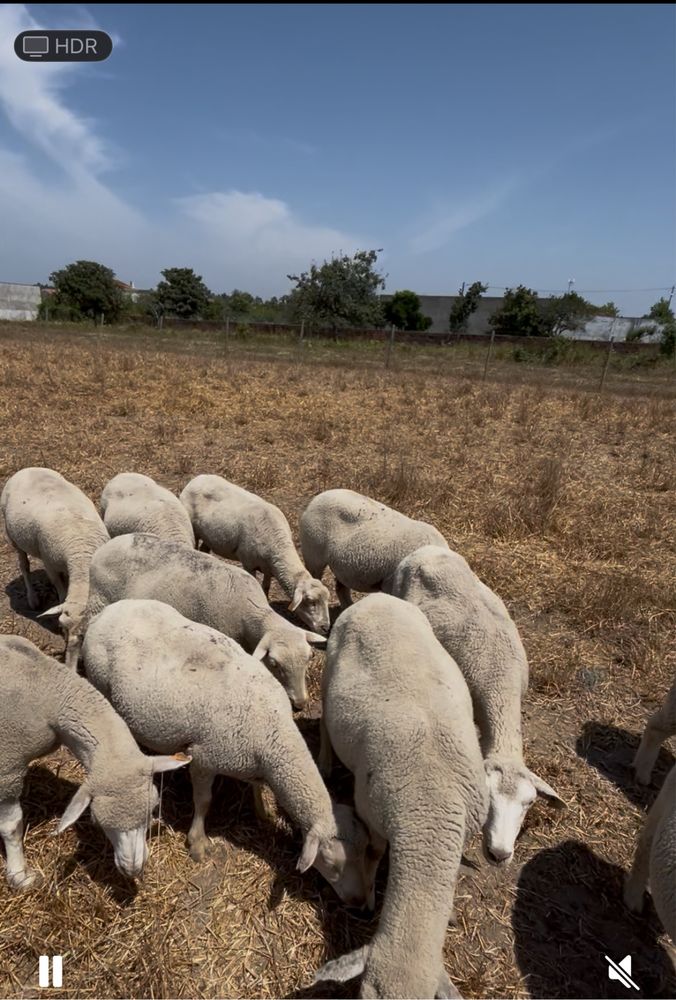 Ovelhas cruzadas de charollais
