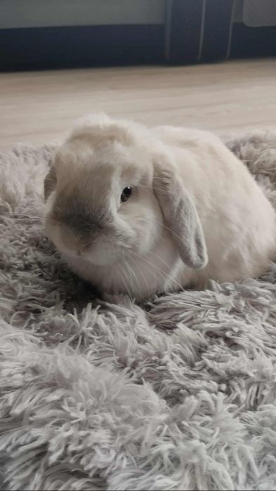 Mini lop z wyposażeniem