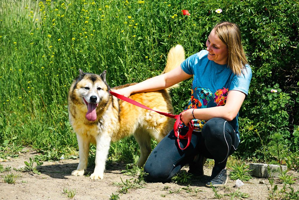 Samba - śliczna, starsza sunia w typie akita