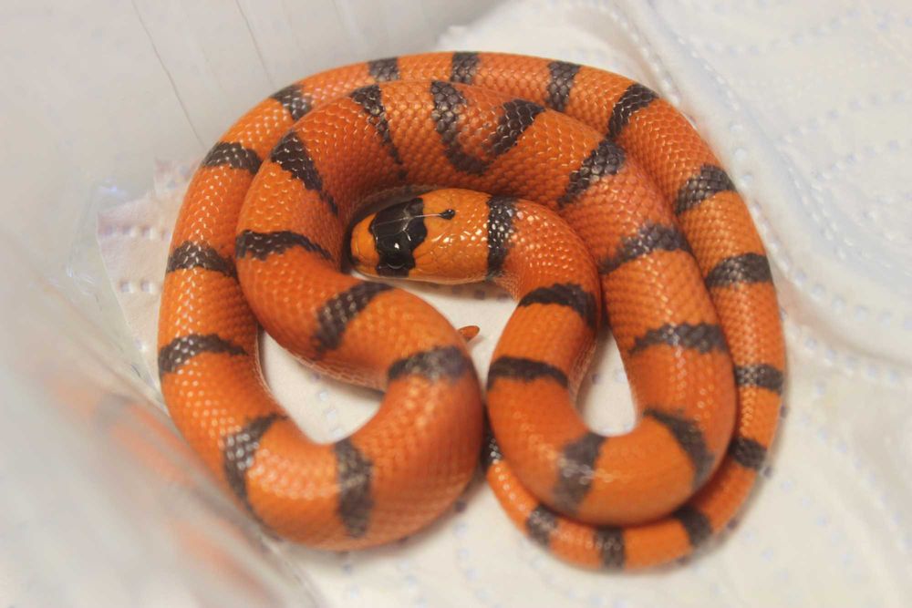 Lampropeltis Hondurensis lancetogłów mleczny hypo tangerine samiec