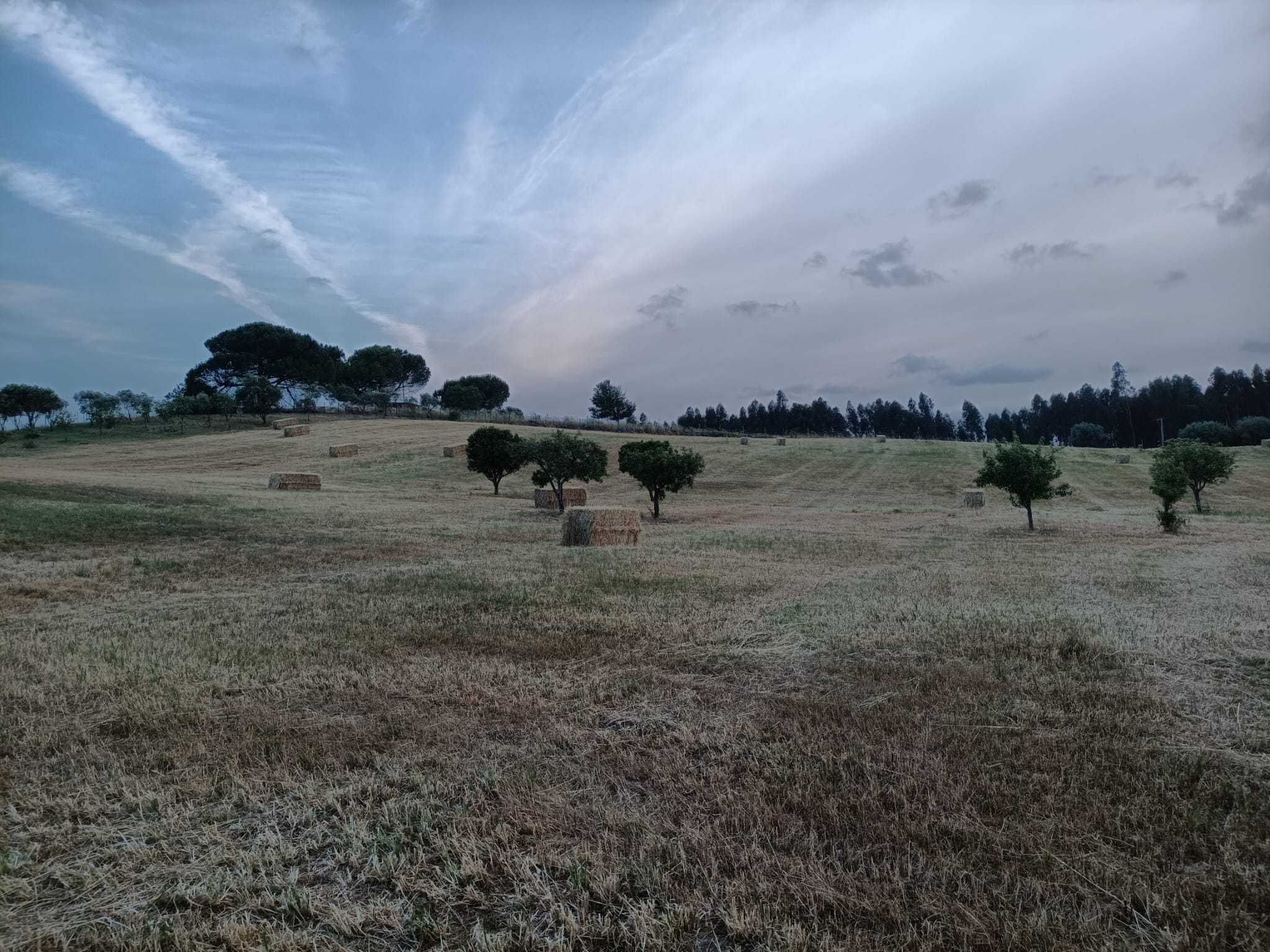 Fardos de Feno 2025