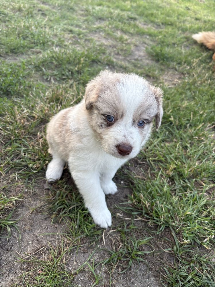Border Collie Red Merle suczka