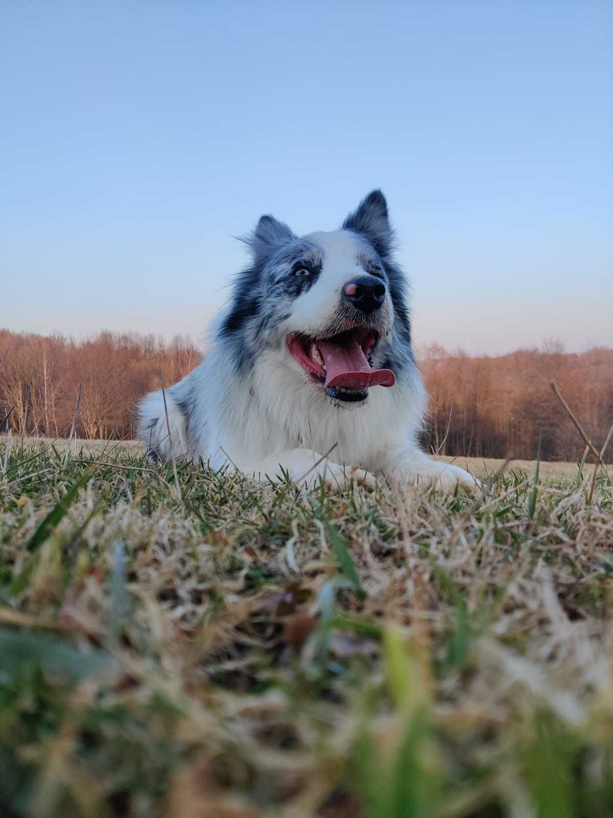 Border Collie / ZKwP/ Pies