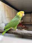 Papagaio Amazona Oratrix