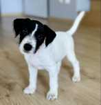 Parson Russell Terrier - suczka MEGAN