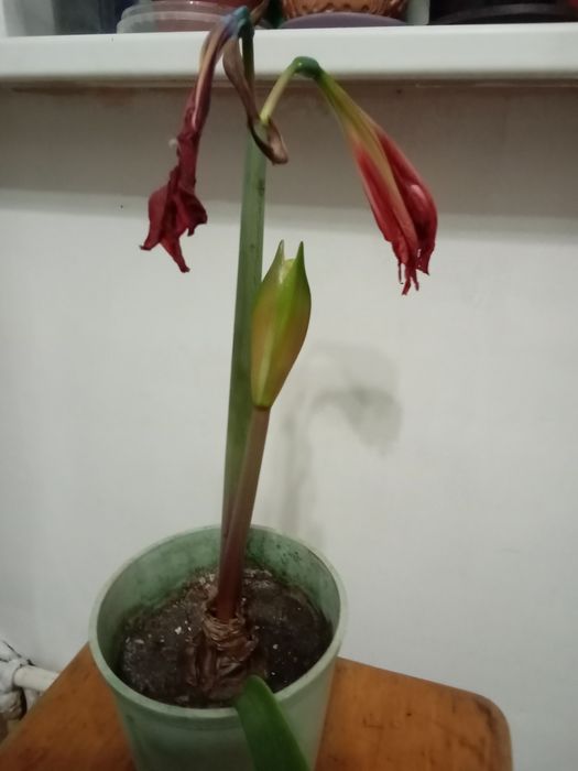 Кімнатна квітка з цибулинкою