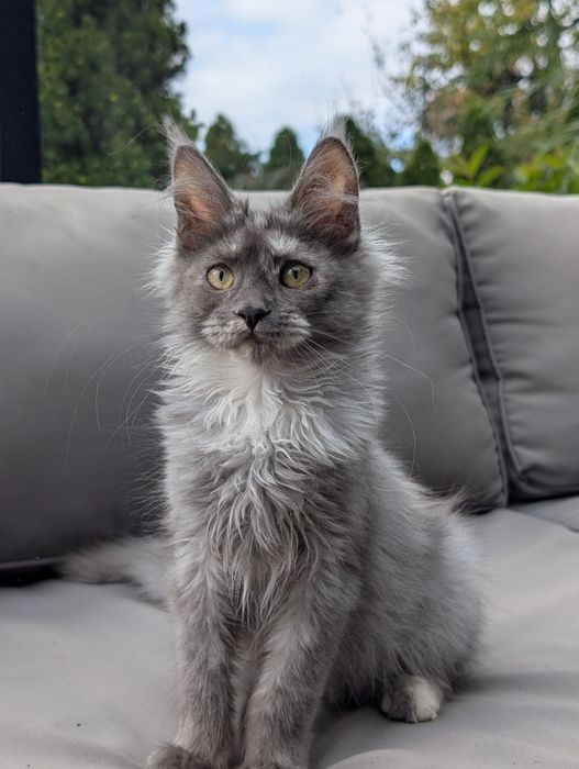 Amira niebieska szylkretka Maine Coon Zapraszamy