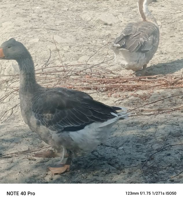 Sprzedam tuszke gęsi lub żywą