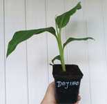 Bananowiec MUSA DAJIAO OK. 30CM banan jadalny sadzonka P9