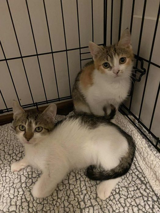 Gucio i Figiel szukaja domku