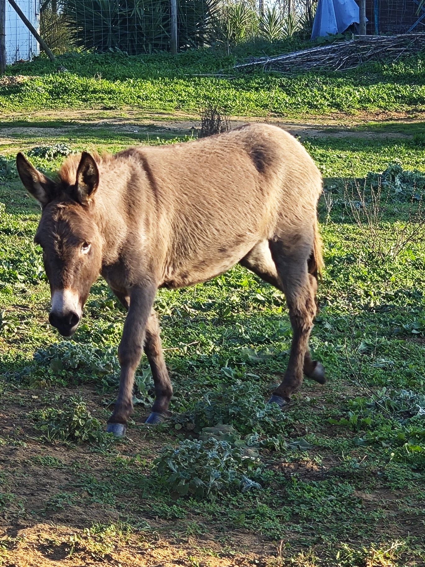 Vendo burrinha 3anos