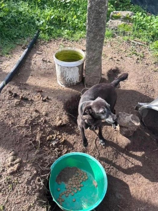 Adoção Responsável - Cães