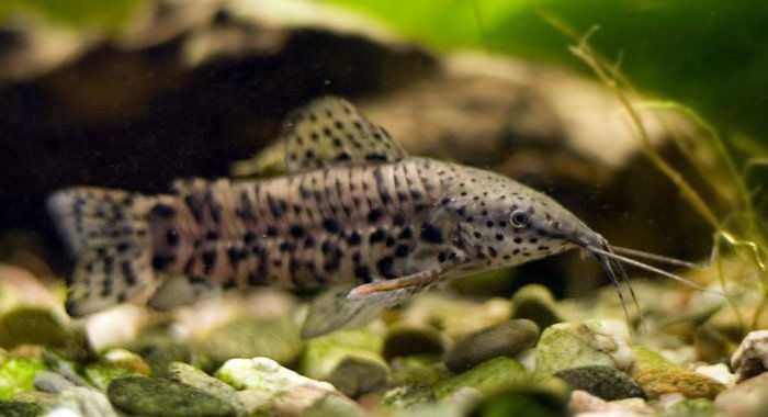 MISIEKZOO - Kiryśnik Czarnoplamy