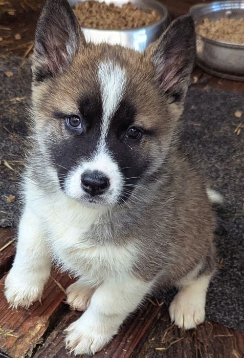 Цікаві хлопчики та дівчатка