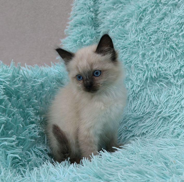 Kocurek Ragdoll seal point