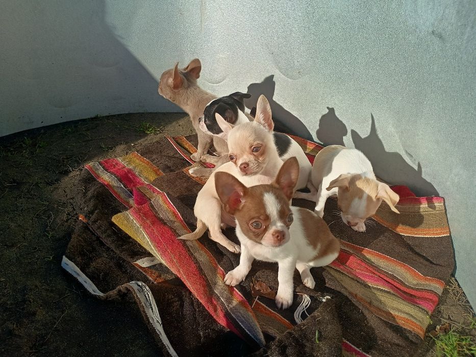 Чихуахуа цуценята