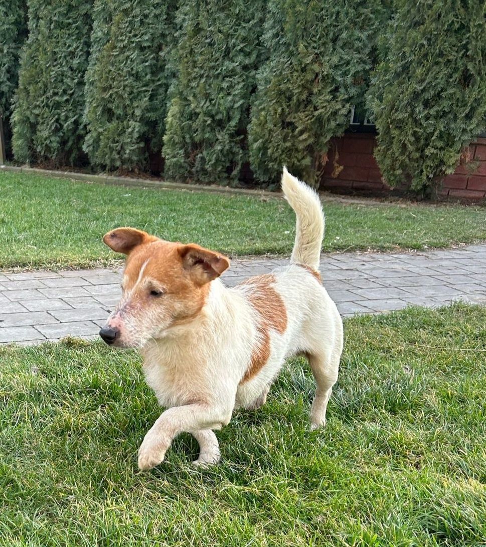 Jack Russell Terrier piesek