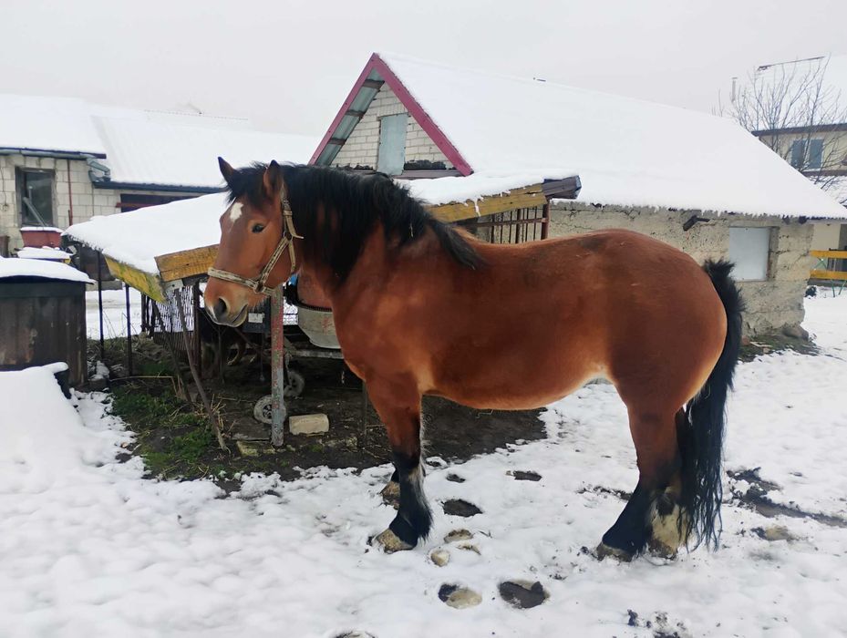 Sprzedam Klacz zaprzęgana