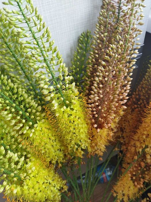 Коріння еремурусів