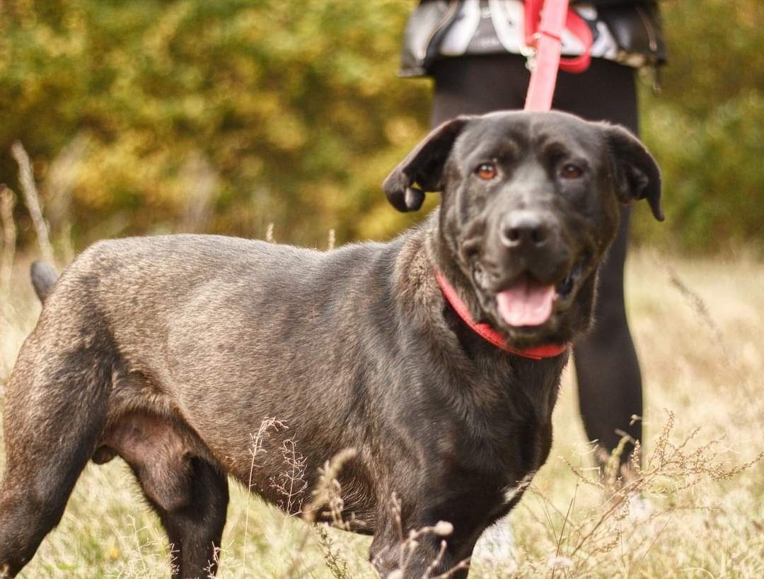 "Labrador" Tenor do adopcji!