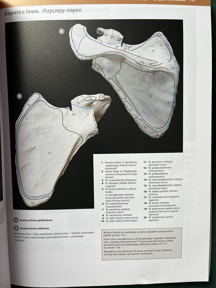 Atlas anatomiczny McMinn