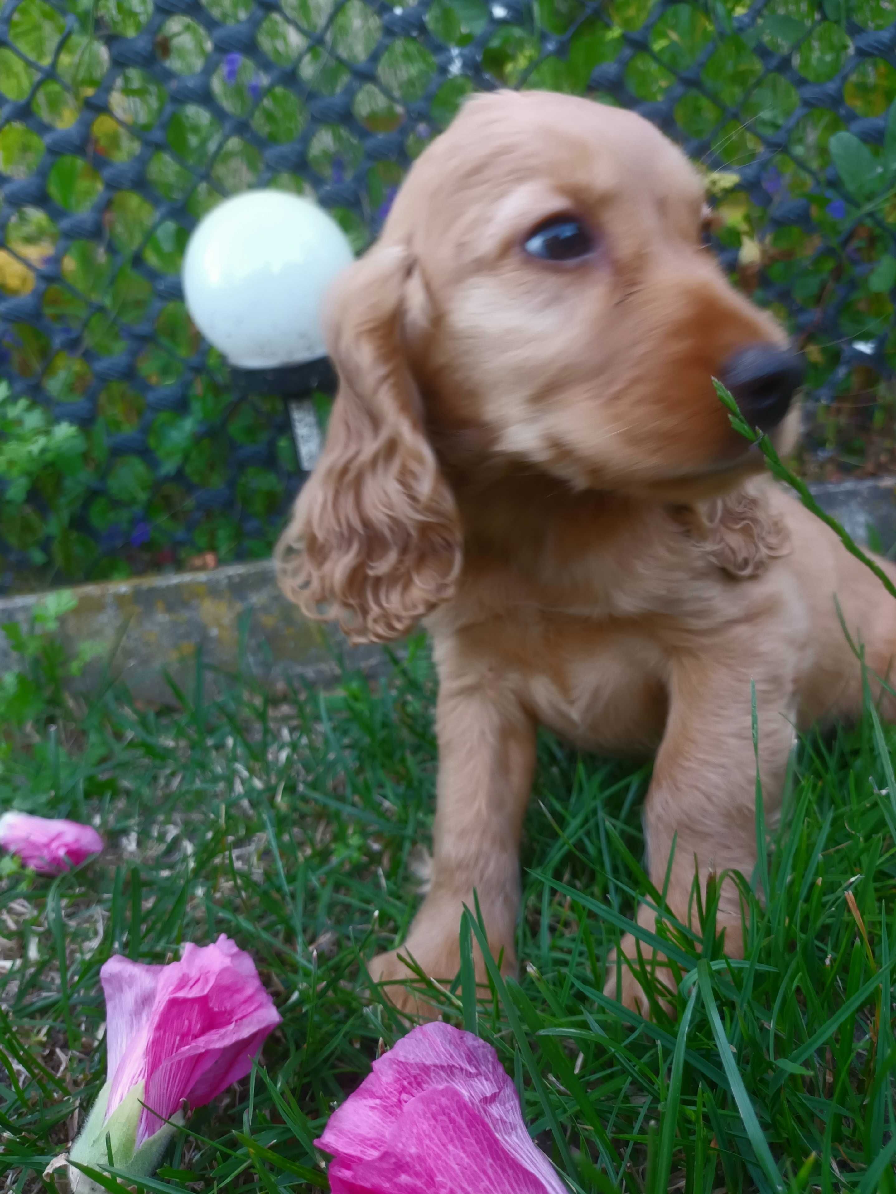 Cocker spaniel szczeniak gotowy do odbioru