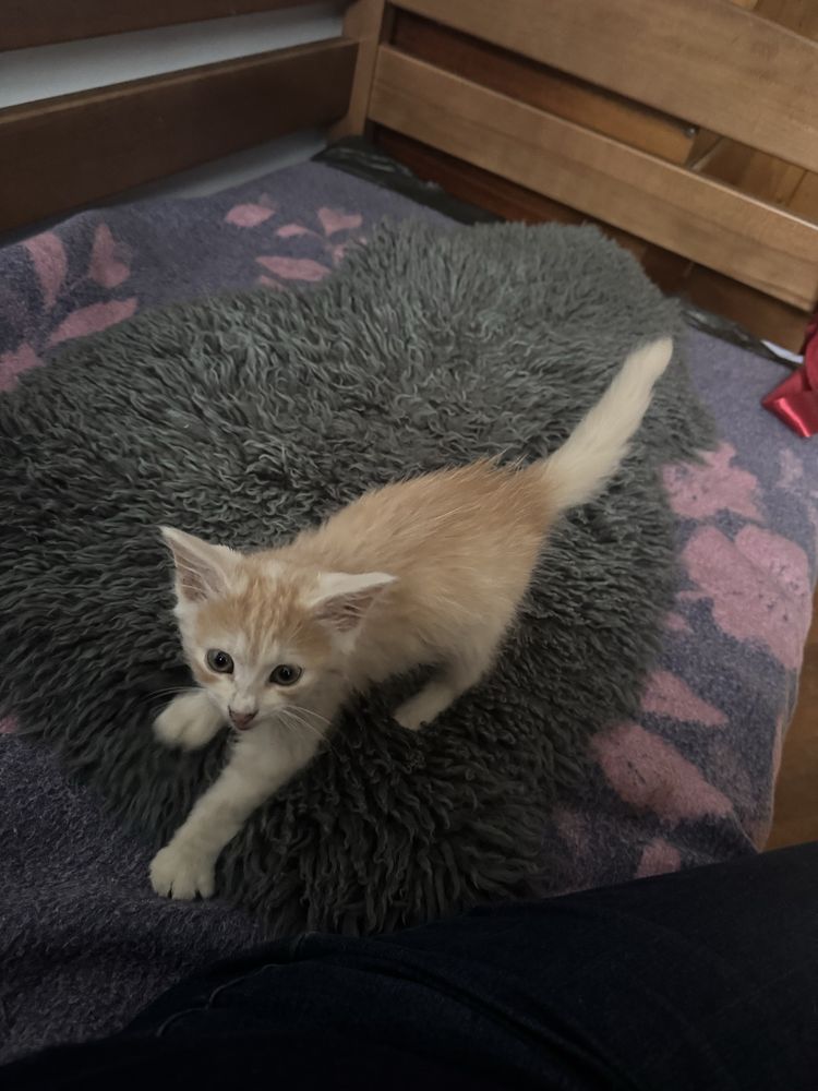 Віддам кошеня в добрі руки, котики, кошеня, котик