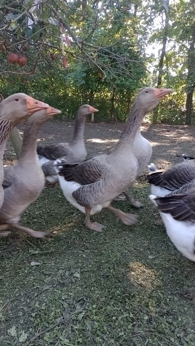 Sprzedam gęsi Landes