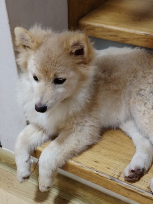 Sunia szpic niemiecki średni