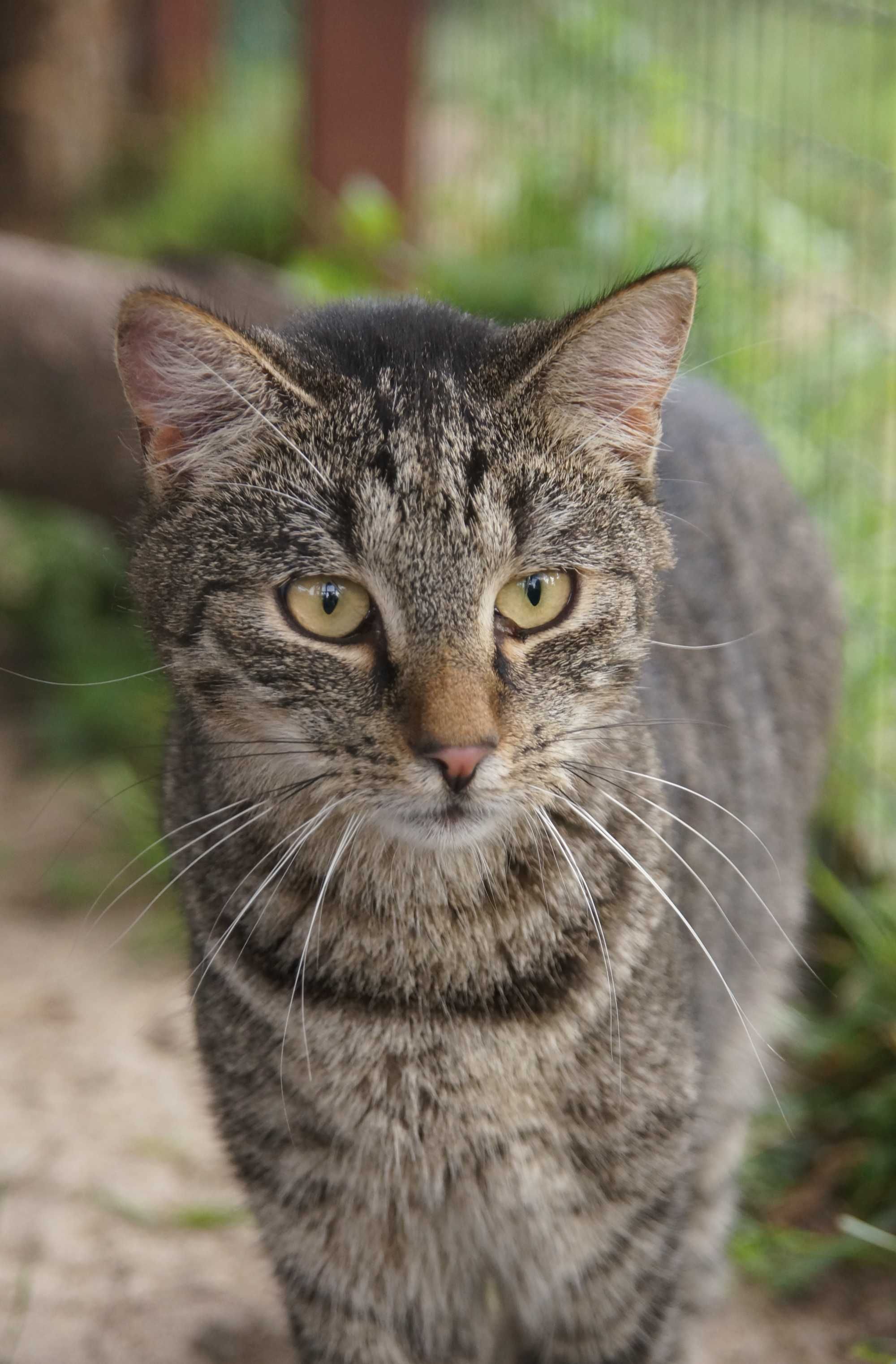 BACHUS - bursztynowooki cudny kocurek do adopcji!